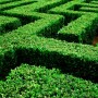 Green Maze Green Maze